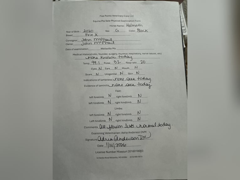 Konie fryzyjskie Wałach 6 lat 165 cm Kara in Lisbon