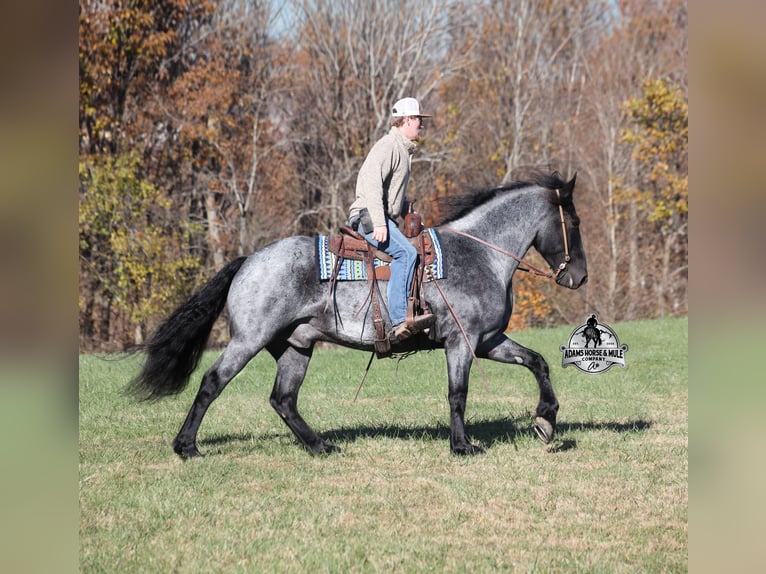 Konie fryzyjskie Mix Wałach 6 lat 165 cm Karodereszowata in Mount Vernon