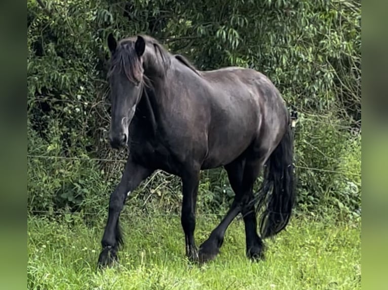 Konie fryzyjskie Wałach 6 lat 166 cm Kara in Barkelsby