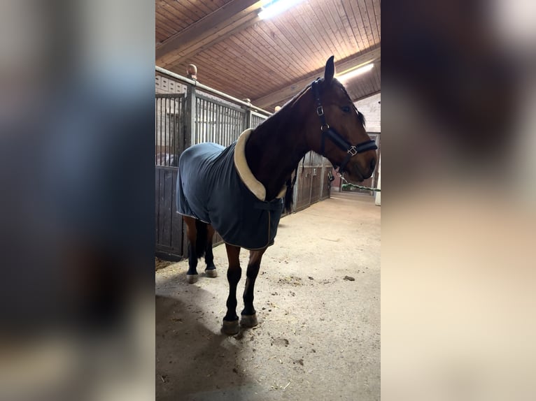 Konie fryzyjskie Mix Wałach 6 lat 168 cm Gniada in Wiesau