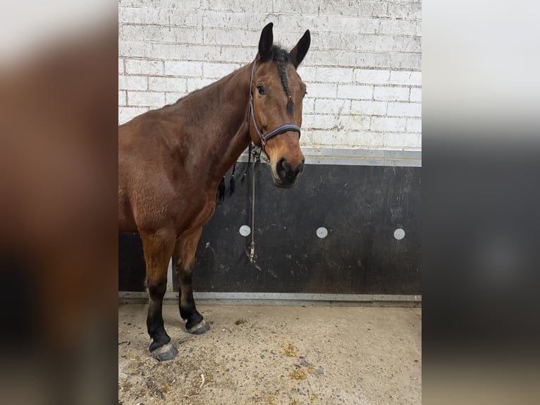 Konie fryzyjskie Mix Wałach 6 lat 168 cm Gniada in Wiesau