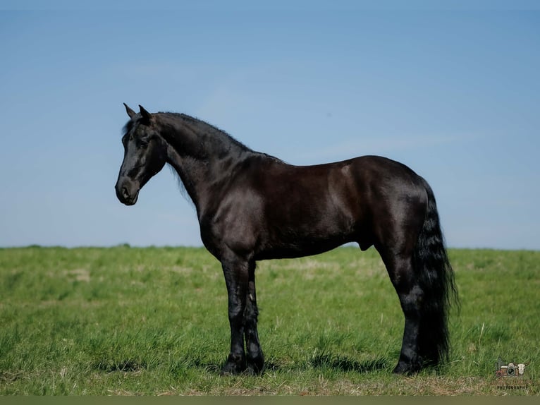 Konie fryzyjskie Mix Wałach 6 lat 168 cm Kara in Auburn