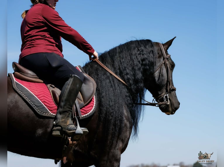 Konie fryzyjskie Mix Wałach 6 lat 168 cm Kara in Auburn