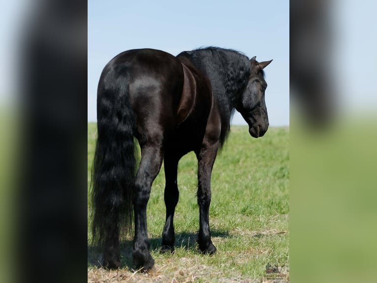 Konie fryzyjskie Mix Wałach 6 lat 168 cm Kara in Auburn