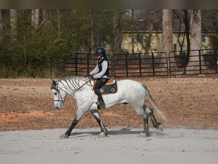 Konie fryzyjskie Mix Wałach 6 lat 168 cm Siwa in Clover