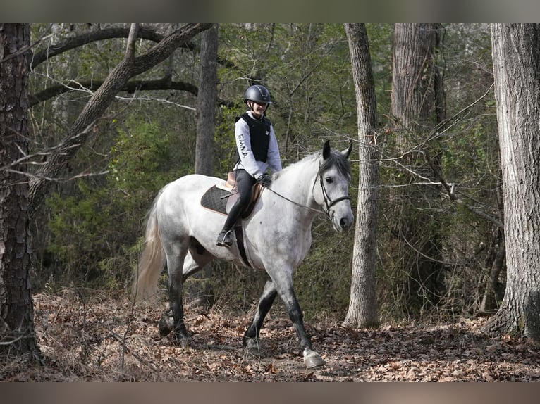 Konie fryzyjskie Mix Wałach 6 lat 168 cm Siwa in Clover