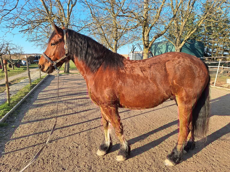 Konie fryzyjskie Mix Wałach 7 lat 155 cm Gniada in Gundelsheim