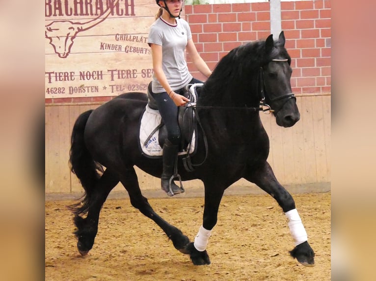 Konie fryzyjskie Wałach 7 lat 158 cm Kara in Dorsten