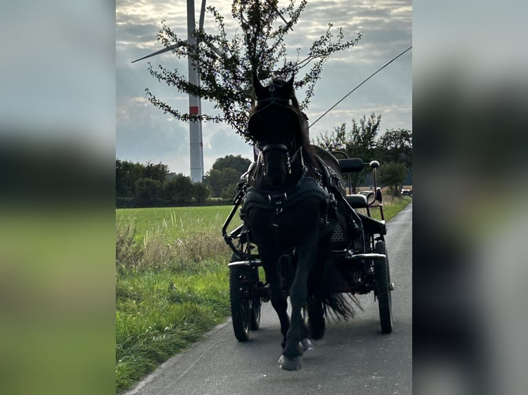 Konie fryzyjskie Wałach 7 lat 158 cm Kara in Hamm Konie fryzyjskie Wałach 7 lat 158 cm Kara in Hamm