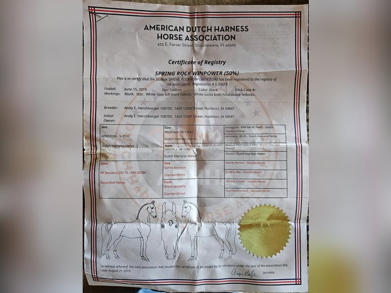 Konie fryzyjskie Wałach 7 lat 163 cm Kara in Fairbank IA