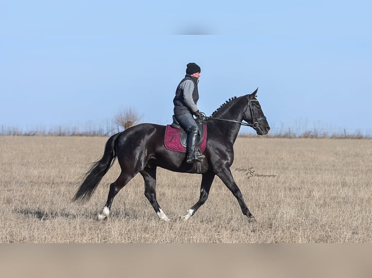 Konie fryzyjskie Wałach 7 lat 163 cm Kara in Fairbank IA