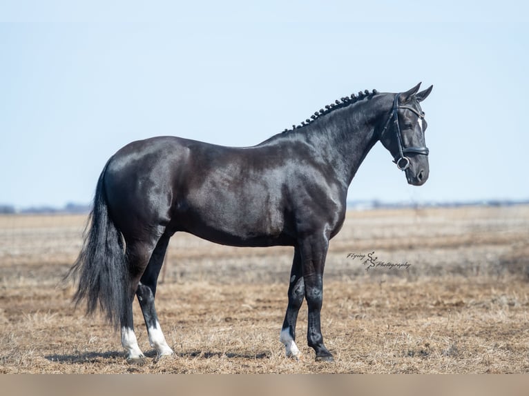 Konie fryzyjskie Wałach 7 lat 163 cm Kara in Fairbank IA