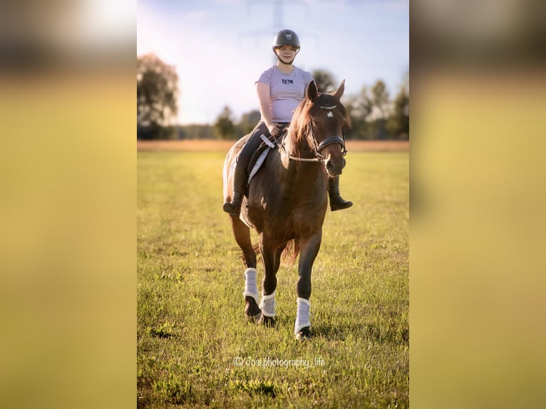 Konie fryzyjskie Mix Wałach 7 lat 170 cm Ciemnogniada in Finsterwalde