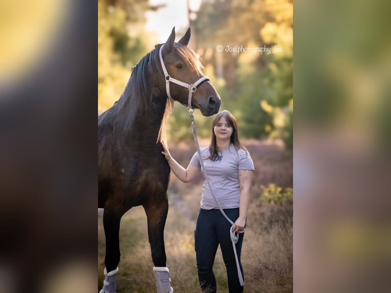 Konie fryzyjskie Mix Wałach 7 lat 170 cm Ciemnogniada in Finsterwalde