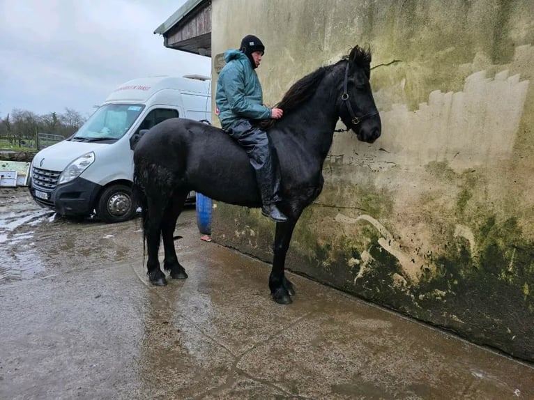 Konie fryzyjskie Wałach 7 lat 173 cm Kara in Kent