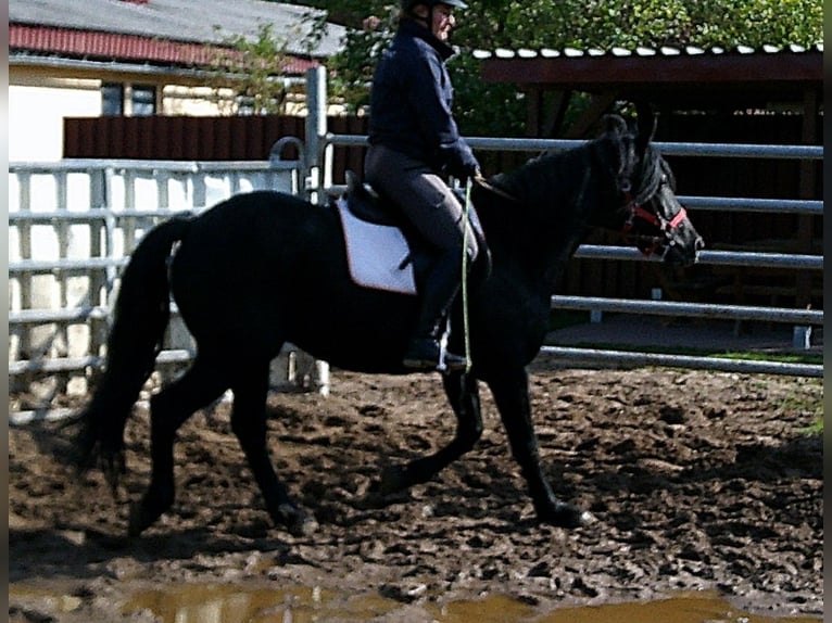 Konie fryzyjskie Mix Wałach 8 lat 150 cm Kara in Buttst&#xE4;dt