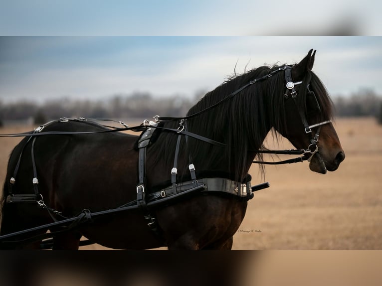Konie fryzyjskie Mix Wałach 8 lat 152 cm Ciemnogniada in Grand Island