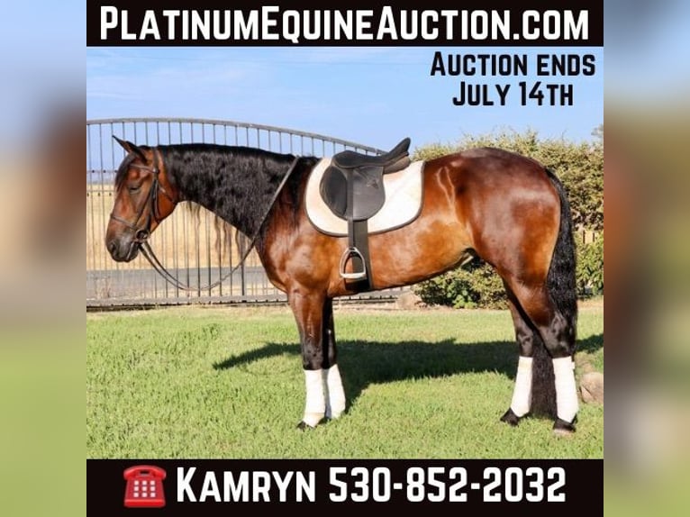 Konie fryzyjskie Wałach 8 lat 155 cm Gniada in Pleasant Grove CA