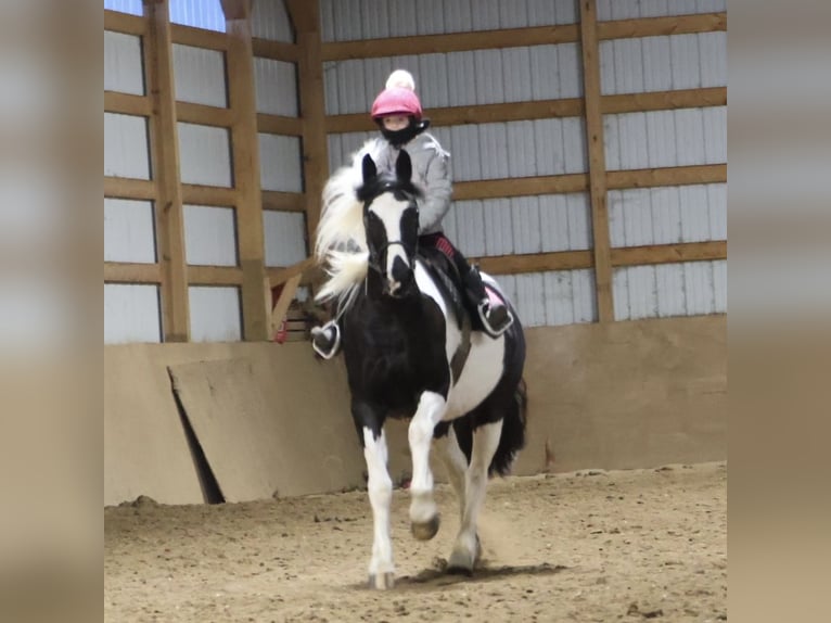 Konie fryzyjskie Mix Wałach 8 lat 155 cm Srokata in Howell