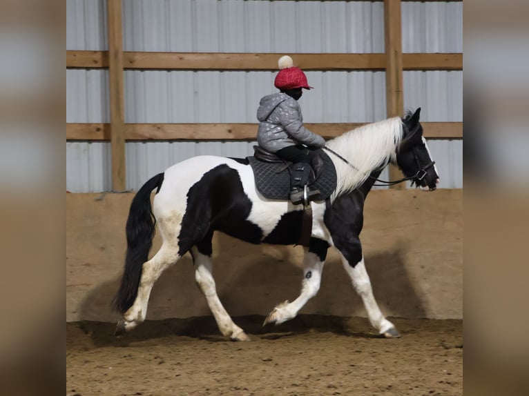 Konie fryzyjskie Mix Wałach 8 lat 155 cm Srokata in Howell