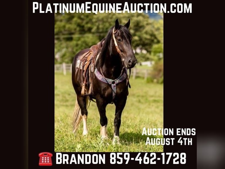 Konie fryzyjskie Wałach 8 lat 157 cm Tobiano wszelkich maści in Wallingford KY