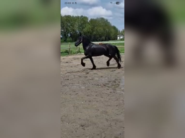 Konie fryzyjskie Wałach 8 lat 160 cm Kara in Oosteind