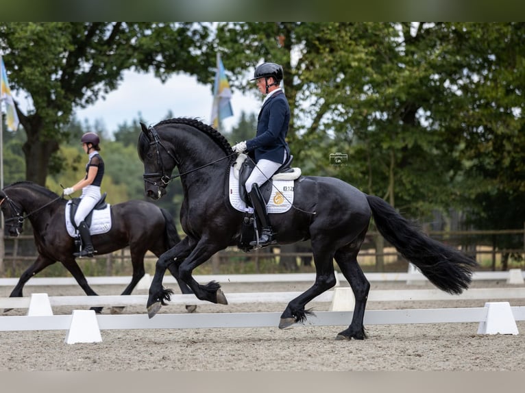 Konie fryzyjskie Wałach 8 lat 165 cm Kara in Aalsmeer