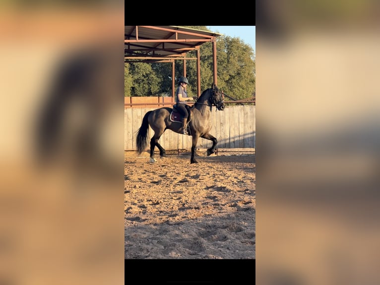 Konie fryzyjskie Mix Wałach 8 lat 168 cm Kara in Guthrie