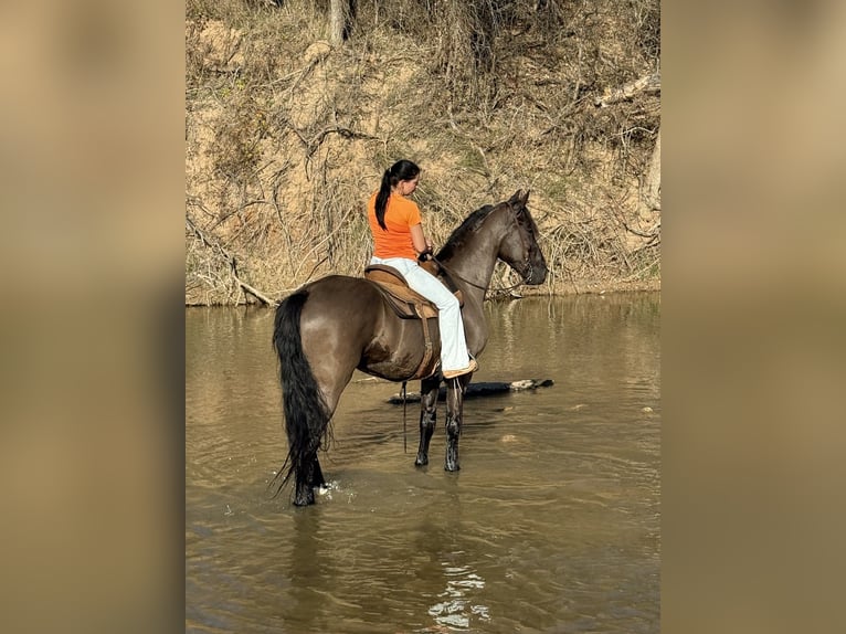Konie fryzyjskie Mix Wałach 8 lat 170 cm Kara in Guthrie