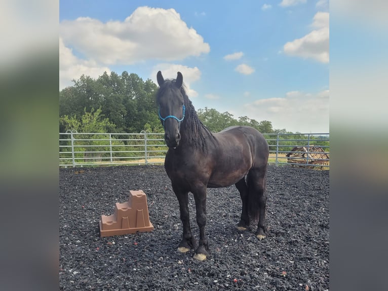 Konie fryzyjskie Wałach 9 lat 170 cm Kara in Eggenburg