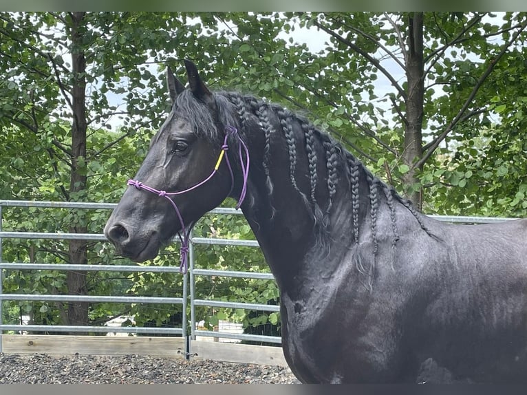 Konie fryzyjskie Wałach 9 lat 170 cm Kara in Eggenburg