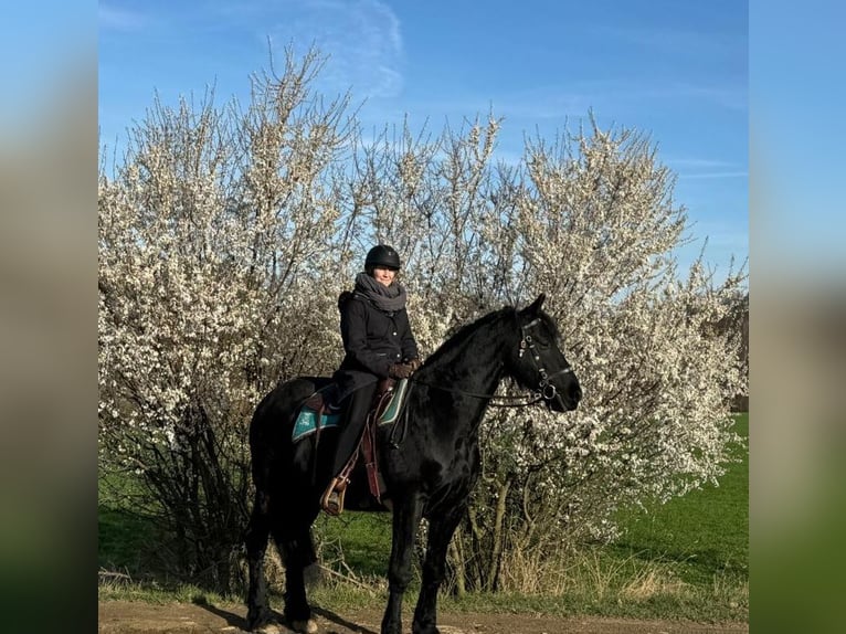 Konie fryzyjskie Wałach 9 lat 170 cm Kara in Eggenburg