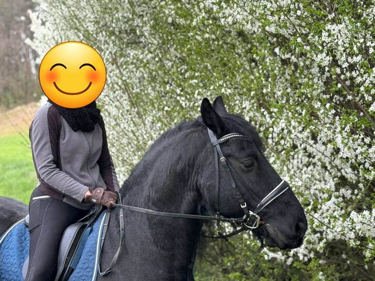 Konie fryzyjskie Wałach 9 lat 170 cm Kara in Eggenburg