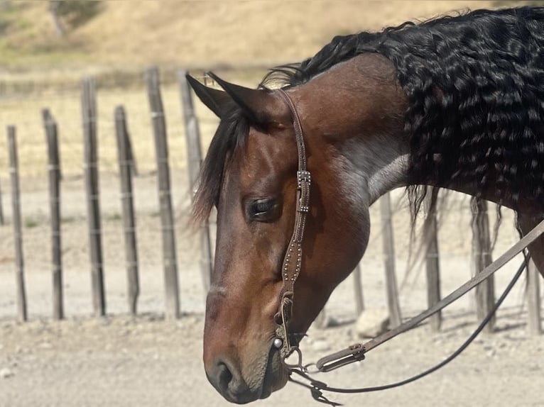 Konie fryzyjskie Wałach 10 lat 152 cm Gniadodereszowata in Paicines CA