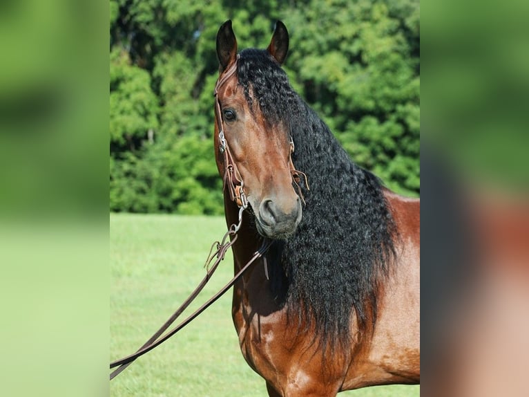 Konie fryzyjskie Wałach 10 lat 157 cm Gniada in Somerset KY
