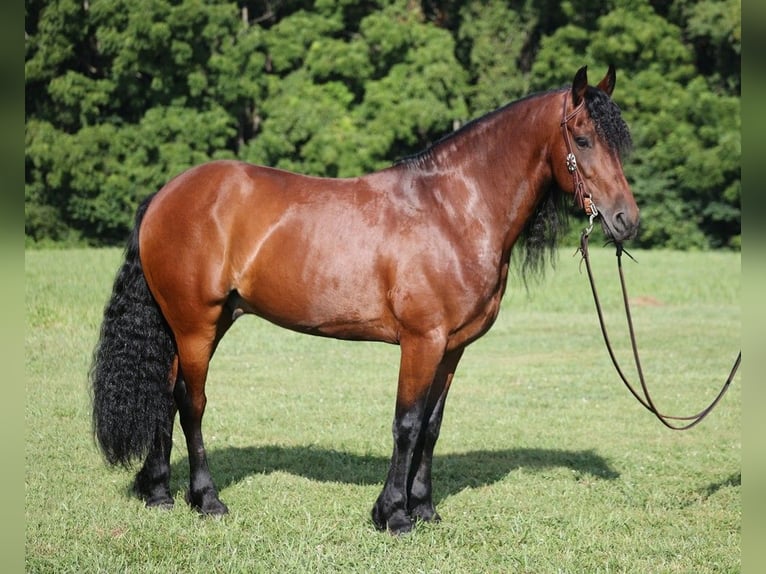 Konie fryzyjskie Wałach 10 lat 157 cm Gniada in Somerset KY