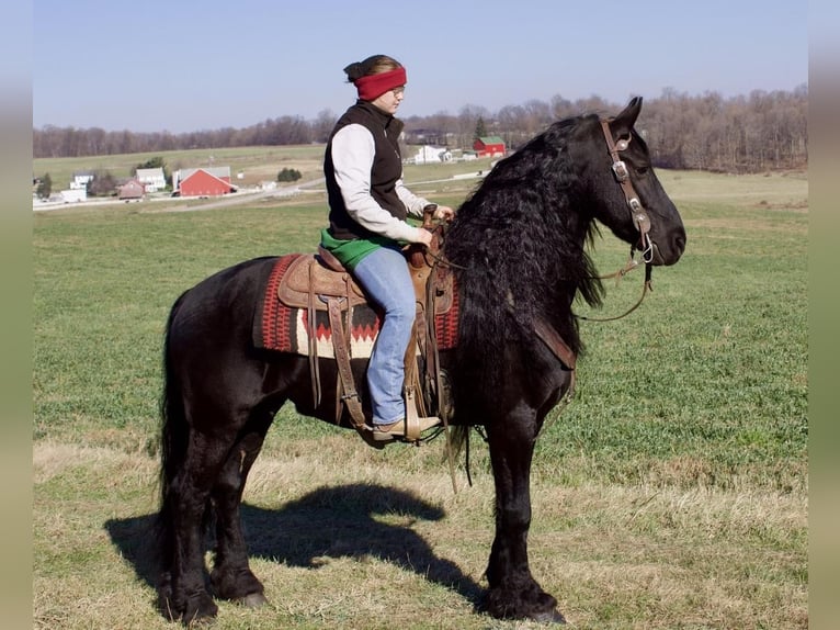 Konie fryzyjskie Wałach 10 lat 157 cm Kara in Millersburg, OH