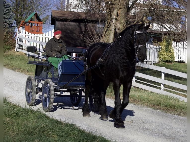 Konie fryzyjskie Wałach 10 lat 157 cm Kara in Millersburg, OH