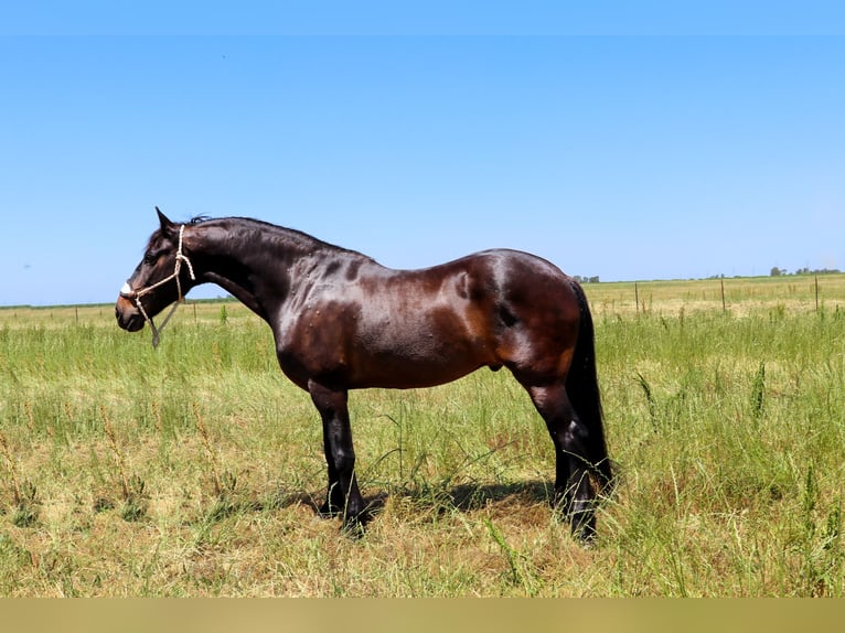 Konie fryzyjskie Wałach 10 lat 163 cm Gniada in Pleasant Grove MO