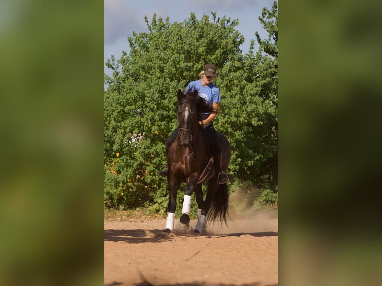 Konie fryzyjskie Wałach 10 lat 163 cm Kara in Huntsville TX