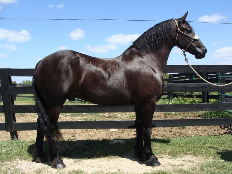 Konie fryzyjskie Wałach 10 lat 170 cm Kara in Hillsboro KY