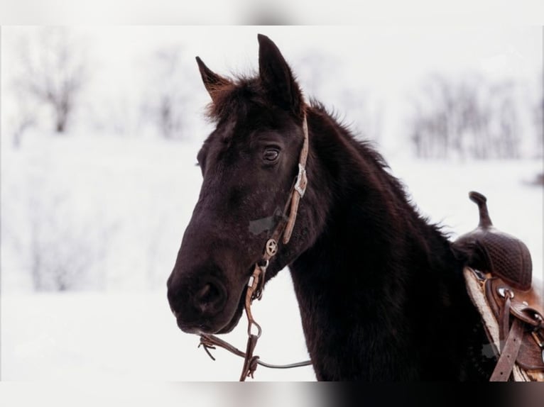Konie fryzyjskie Wałach 10 lat Kara in Everett, PA