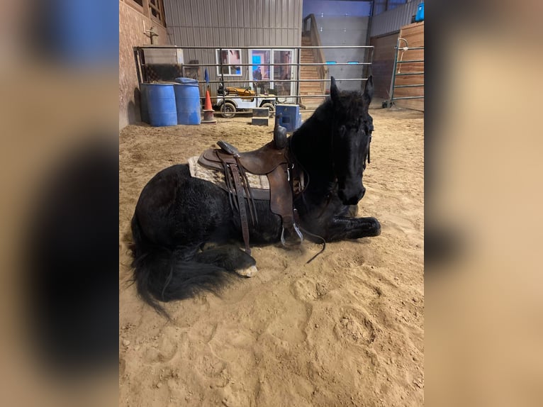 Konie fryzyjskie Wałach 10 lat Kara in Everett, PA