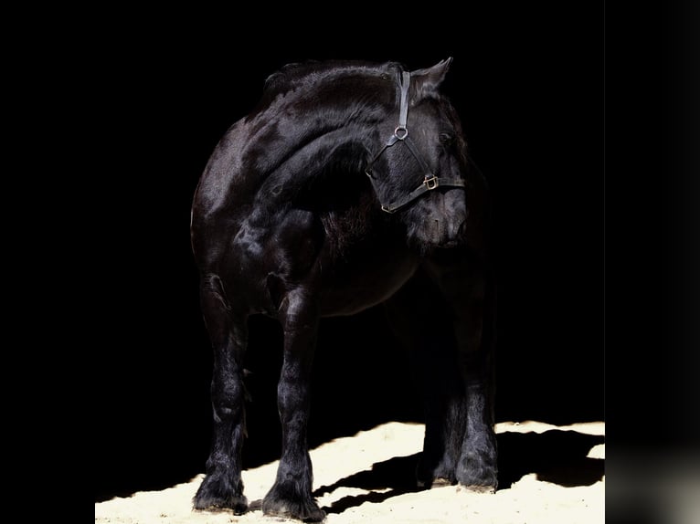 Konie fryzyjskie Wałach 11 lat 157 cm Kara in Rochester MA