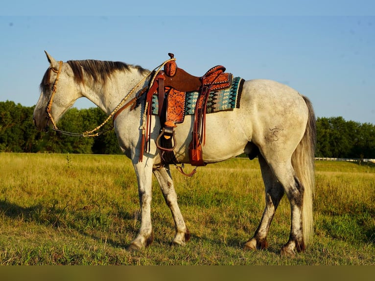 Konie fryzyjskie Mix Wałach 11 lat 160 cm Siwa in Valley Springs, SD