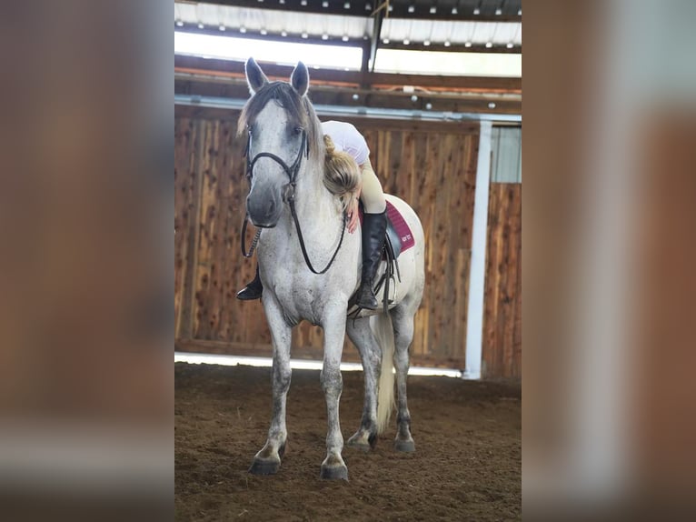 Konie fryzyjskie Mix Wałach 11 lat 160 cm Siwa in Valley Springs, SD