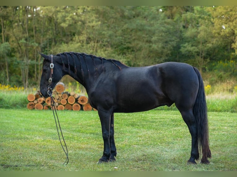 Konie fryzyjskie Mix Wałach 11 lat 163 cm Kara in Strasburg, OH
