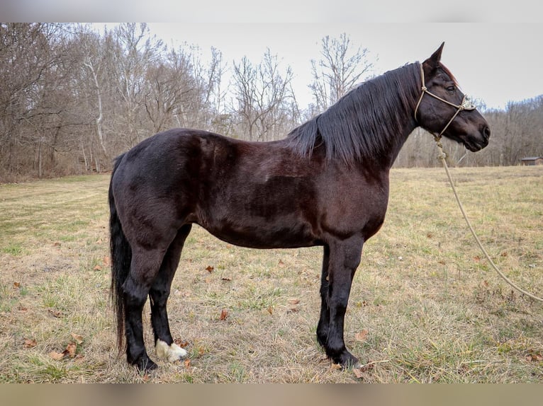 Konie fryzyjskie Wałach 11 lat Kara in Hillsboro KY