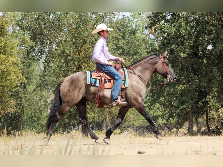 Konie fryzyjskie Mix Wałach 11 lat in Waterford, CA