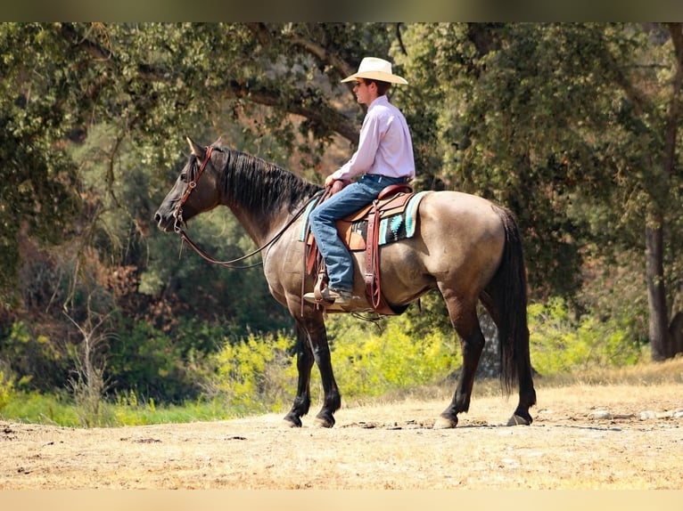 Konie fryzyjskie Mix Wałach 11 lat in Waterford, CA